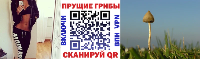 как найти закладки  Слюдянка  Псилоцибиновые грибы MAGIC MUSHROOMS 